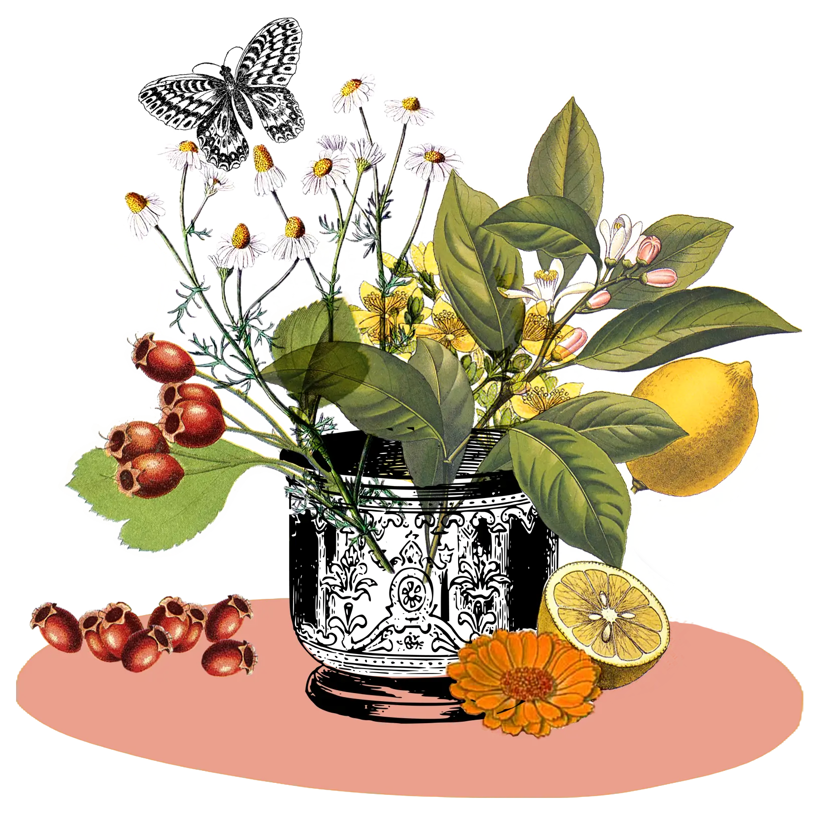 Tasse mit Pflanzen drinnen: Hagebutten, Zitronen und andere Gewächse. Halbe aufgeschnittene Zitrone daneben.