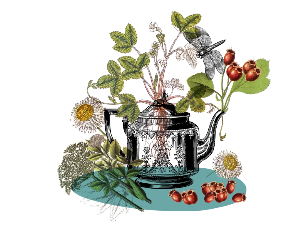 Teekanne Heilkräuter teekanne mit naturkräutern